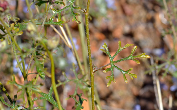 Sphaeralcea coccinea, Scarlet Globemallow